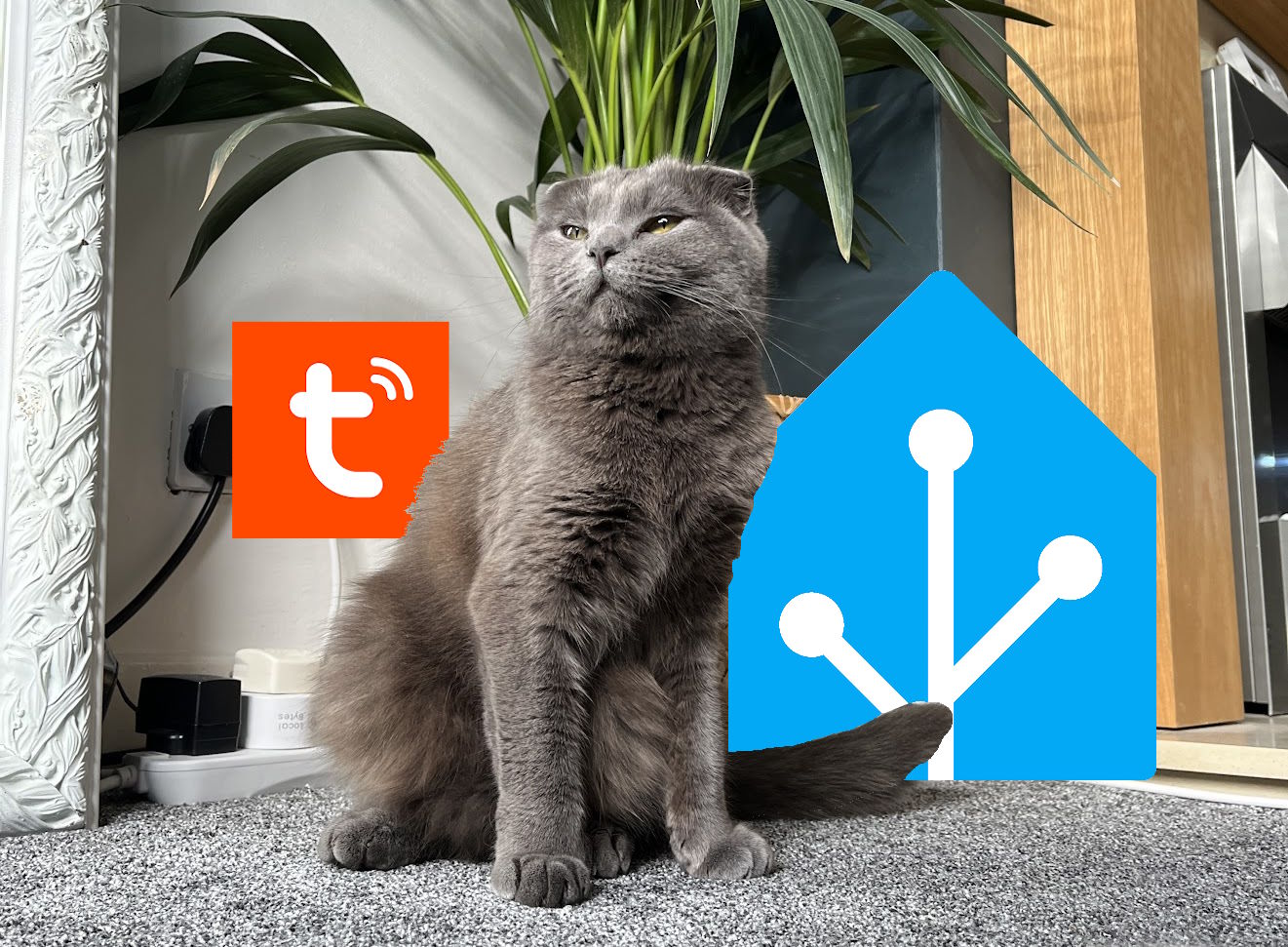 Feeding My Cat With Home Assistant